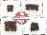 Scientific lot no. 120 Scolytidae (28 pcs)