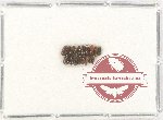 Scientific lot no. 112 Scolytidae (17 pcs)