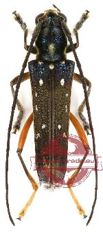 Glenea pulchra