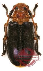 Astathes violaceipennis