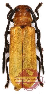 Bacchisa holorufa Breuning, 1968