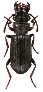 Pseudozaena sp. 1