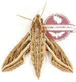 Hippotion celerio