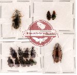 Scientific lot no. 22 Carabidae (14 pcs)