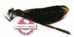 Odonata sp. 73 (unspread)