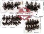 Scientific lot no. 23 Carabidae (39 pcs)