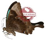 Papilio pericles (10 pcs A-)