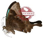 Papilio pericles