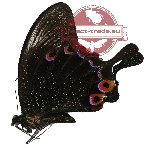 Papilio karna ssp. karna (10 pcs A-)