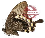 Papilio blumei ssp. fruhstorferi (A-)