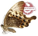 Papilio peranthus adamantius (A-)