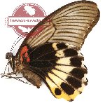 Papilio memnon ssp. ? (A-)