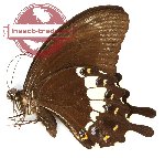 Papilio fuscus beccarii (A-)