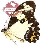 Papilio euchenor eutropius (A-)