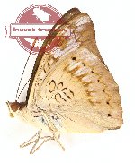 Euthalia aconthea nivepicta (A2)