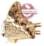 Charaxes ocellatus ocellatus