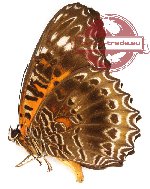 Cethosia cydippe felderi