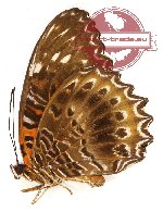 Cethosia cydippe felderi (A-)