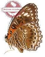 Cethosia cydippe bernsteini (A2)