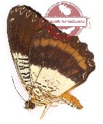 Cethosia lamarcki orientalis (A-)