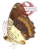 Cethosia lamarcki orientalis (A2)