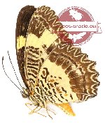 Cethosia tambora sumbana (A-)