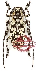 Palimna annulata (A-)