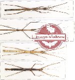 Scientific lot no. 14 Phasmatodea (4 pcs)