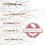 Scientific lot no. 15 Phasmatodea (5 pcs)