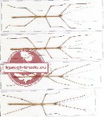 Scientific lot no. 11 Phasmidae (4 pcs)