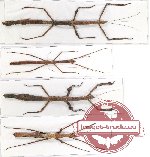 Scientific lot no. 10 Phasmatodea (4 pcs)