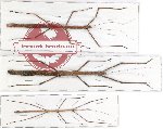 Scientific lot no. 12 Phasmatodea (3 pcs - 1 pc A2)