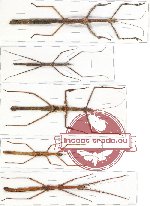 Scientific lot no. 17 Phasmatodea (5 pcs)