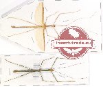 Scientific lot no. 7 Phasmatodea (2 pcs A2)