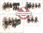 Scientific lot no. 33 Carabidae (28 pcs)