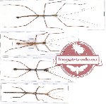 Scientific lot no. 8 Phasmatodea (4 pcs)