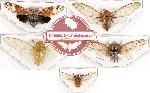 Scientific lot no. 13 Cicadidae (5 pcs - 1 pc A2)