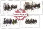 Scientific lot no. 34 Carabidae (20 pcs)