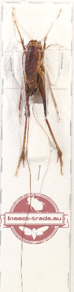 Scientific lot no. 34 Orthoptera (1 pc A2)