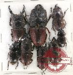 Scientific lot no. 24 Lucanidae (8 pcs)