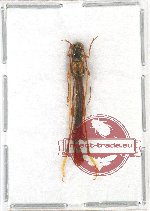 Necydalis annectans Holz., 2009