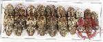 Scientific lot no. 101AB Elateridae (10 pcs)