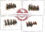 Scientific lot no. 35 Carabidae (21 pcs)