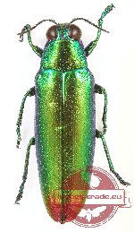 Chrysochroa fulminans baliana