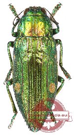 Chrysodema (Gelaeus) florensis