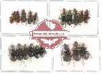 Scientific lot no. 36 Carabidae (19 pcs)