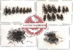 Scientific lot no. 38 Carabidae (23 pcs)