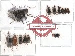 Scientific lot no. 39 Carabidae (14 pcs)
