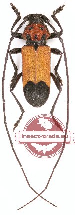 Purpuricenus desfontainei inhumeralis