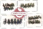 Scientific lot no. 40 Carabidae (39 pcs)